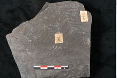 Foto (Detailansicht) von Senftenbergia crenata Lindl. et H. (NHMW-GEO-2024-0188-10940)